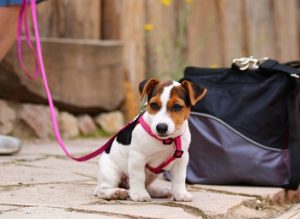 子犬の散歩しつけ