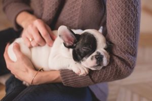 子犬と飼い主