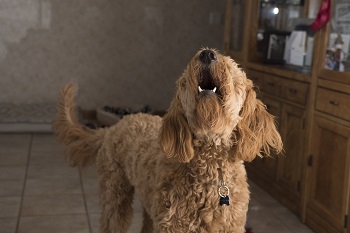 子犬うるさい,犬の無駄吠え