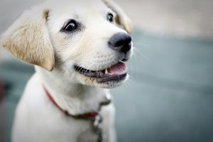 子犬 首輪 いつから,子犬 首輪 おすすめ,子犬 首輪 嫌がる