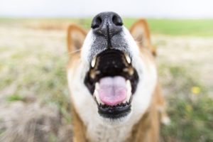 犬 くしゃみ 臭い