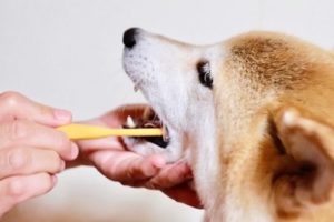 愛犬の歯磨き
